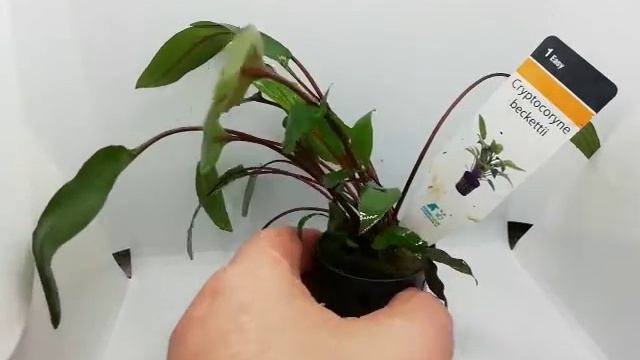Cryptocoryne beckettii смотреть онлайн