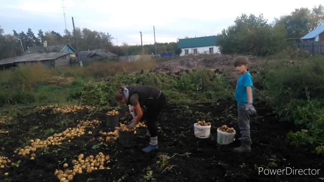 Урожай 2020года!!! Уборка урожая!!! Ничего себе морковка!!! смотреть онлайн