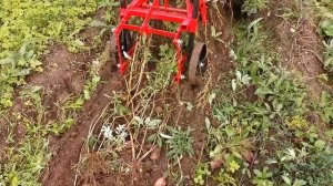 Собираем урожай! Уборка картофеля с помощью картофелекопалки.