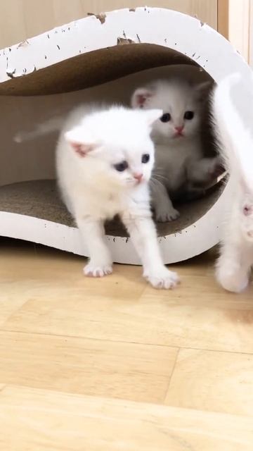 British White Kittens Of Cat Kylie. Британские белые котята кошки Кайли. смотреть онлайн