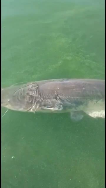 Сомик#рыбалка2022 #спининг #сомы смотреть онлайн