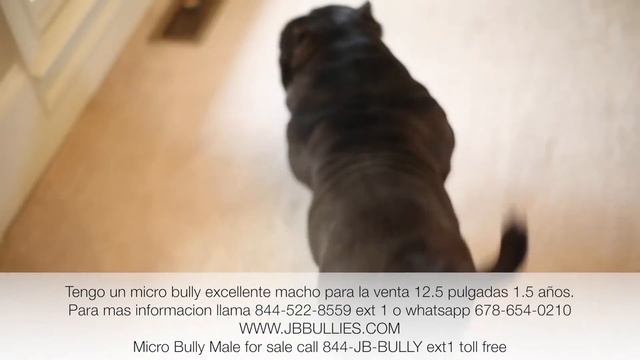 Muscle bound Micro Bully Male for Sale Call 844-JB-BULLY ext1