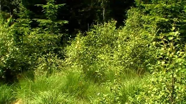 Zakko skällde gris,sin första. смотреть онлайн