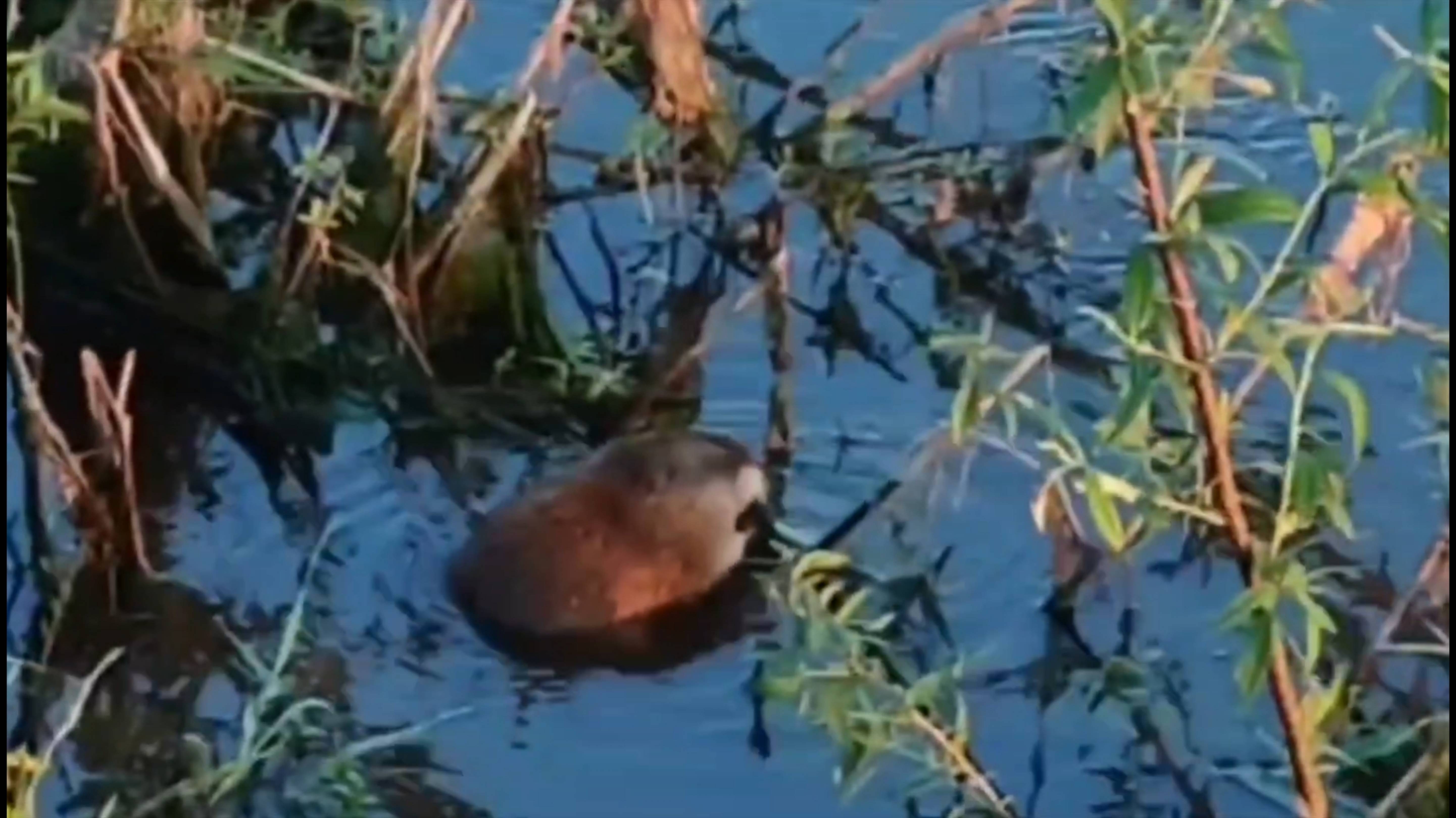 Приключения рыжего "хомяка" или будни ондатры. УЖИН в местной СТОЛОВОЙ.