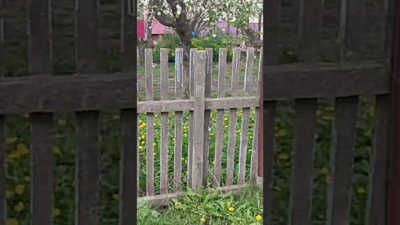 Яблони красавицы