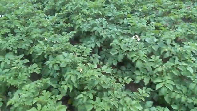Кусты картофеля