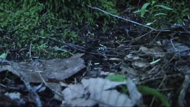 SALAMANDER: FAMILY PLETHODONTIDAE смотреть онлайн