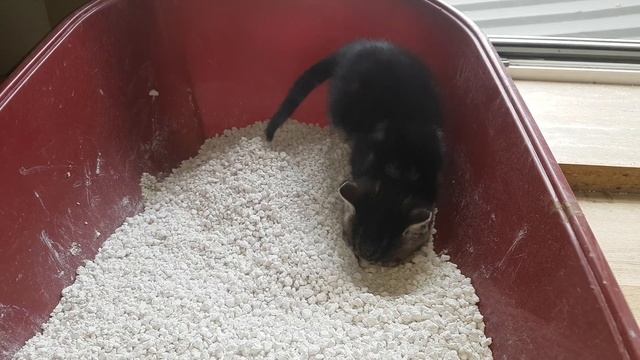 Kitten meows while pooping смотреть онлайн