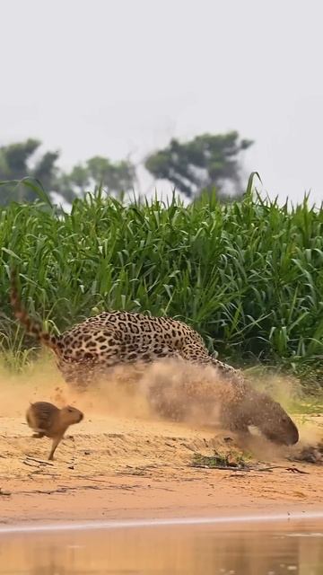 📹 ягуар схватил капибару смотреть онлайн