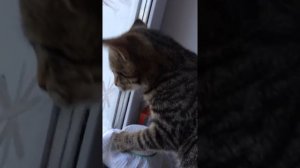 Кот кричит на птиц))