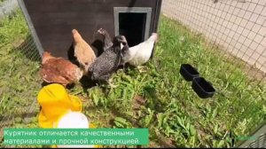 Компактный Утепленный Курятник с выгулом "Лужайка", вместимостью до 10 кур