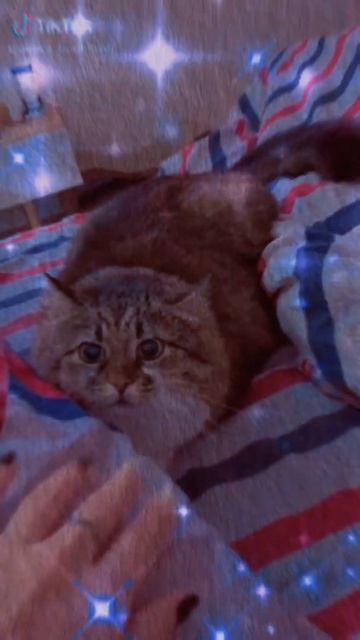 Сибирская кошка💗 на заказ смотреть онлайн