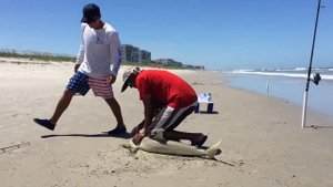 Ловим акулу с берега 2. Florida. Shark on the beach.