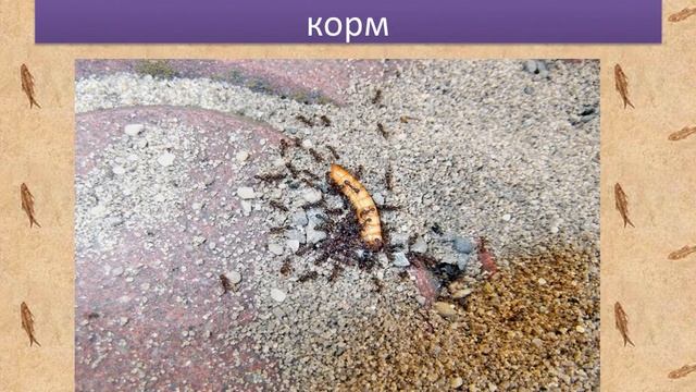 Дерновый муравей Tetramorium caespitum смотреть онлайн