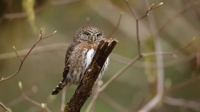 Northern Pygmy Owl hunting from branch just 6 ft above the ground. смотреть онлайн
