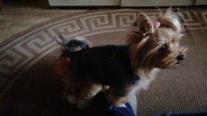 Любовь не струйка дыма