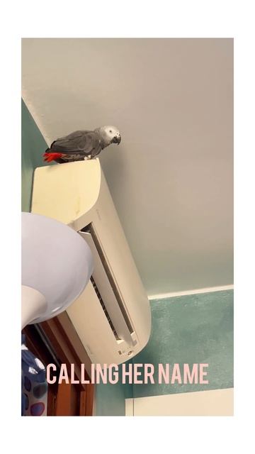 my parrot sings a song 😍#shorts #short #birds #parrrot #talkingparrot #funny #pets #cute #animals смотреть онлайн