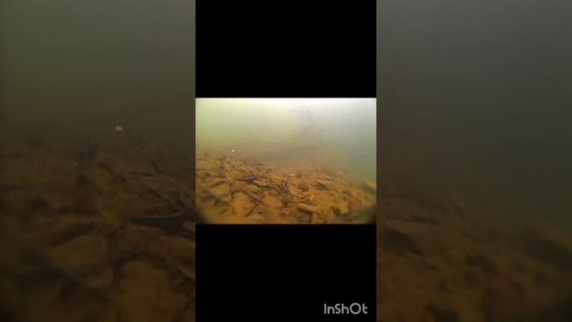 крупная пеструшка# смотреть онлайн