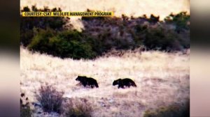 Grizzly bear spotted near I-15
