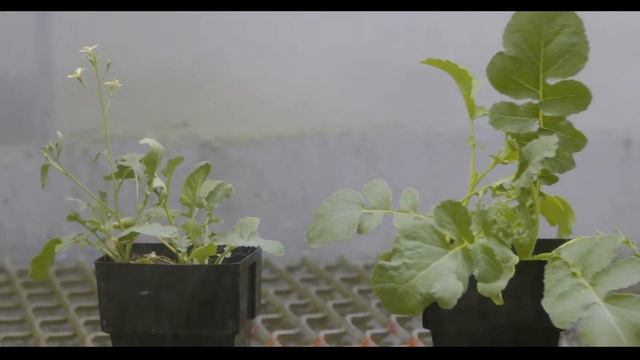 Velocity Herbicide Pot Trial - 6 Sec V2 смотреть онлайн