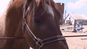 МОЖЕТ У ОРАНЖЕВОЙ РЕЧКИ НА ПЕЧКЕ ТАМ ГРУСТЯТ ЧЕЛОВЕЧКИ