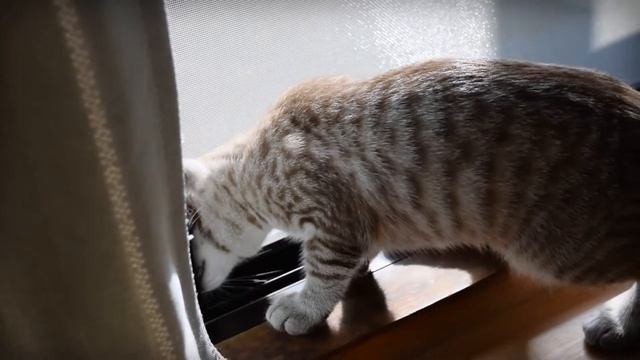 兄妹猫はニャルソック！窓辺で見張り！ смотреть онлайн