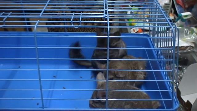 В продаже шиншиллы. смотреть онлайн