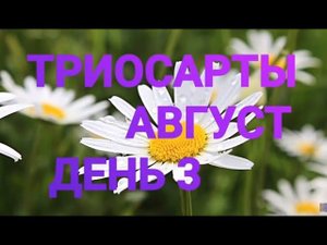 #триостарты_август Триостарты- Август/ Детские шорты