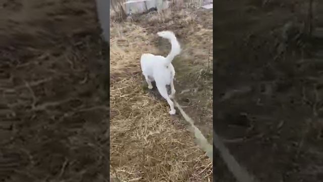 Проходит слушание по спору Джульетты и Елены за кусочек сала :