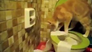 Кот на унитазе как и на кошачьем унитазе