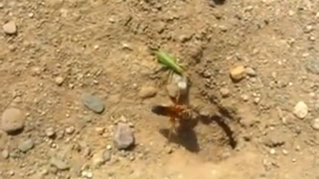 Wasp at the Lake смотреть онлайн