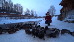 Утки 8    Зима