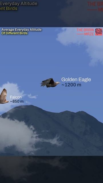 Средние повседневные высоты птиц - В этой анимации мы показываем среднесуточные высоты разных птиц смотреть онлайн