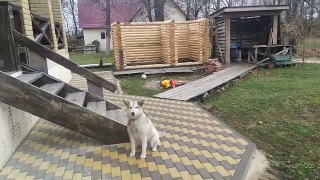 ЭТО ЛЮБОВЬ #бабушкалена#чаплыгин #раненбург #липецкая #сельскаяжизнь смотреть онлайн