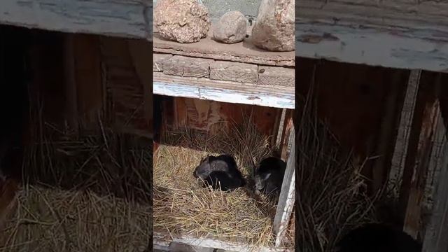 Коёндор жана бөжөктөрү смотреть онлайн