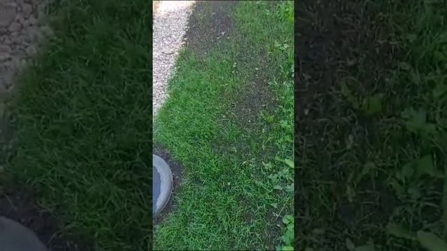 Как быстро вырастить мягкий сочный газон на участке? Эксперимент длиной в месяц. смотреть онлайн