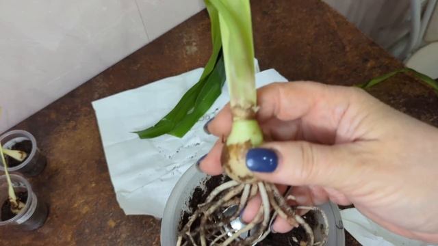новые детки Гиппеаструмов😉🫣 Даблет..Мистика..Куито и Харизма..