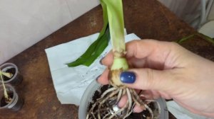 новые детки Гиппеаструмов😉🫣 Даблет..Мистика..Куито и Харизма..