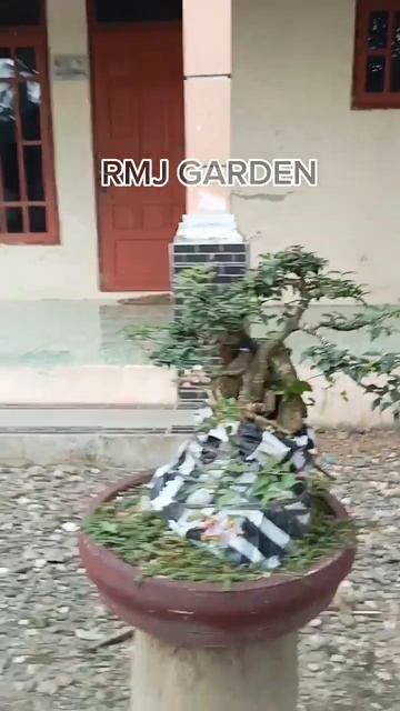 SAKURA MIKRO ONTHE ROCK @Rmjgarden смотреть онлайн