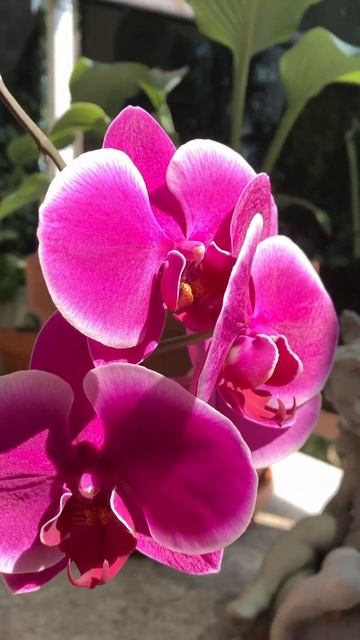 А вы знали, что Претория пахнет розой, да и вообще - замечательный сорт?#orchid #фаленопсис #орхиде смотреть онлайн
