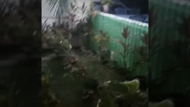 Indoor Plants | Plants at Home | Flowering Plants смотреть онлайн