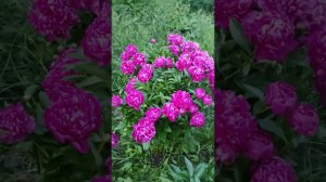 Подвязала пионы
