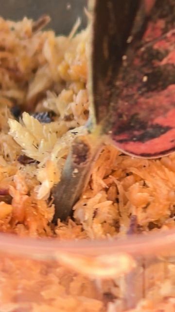 Замиокулькас вариегатный блек пинк оранж