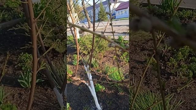 Как выглядят цветочные почки у персика