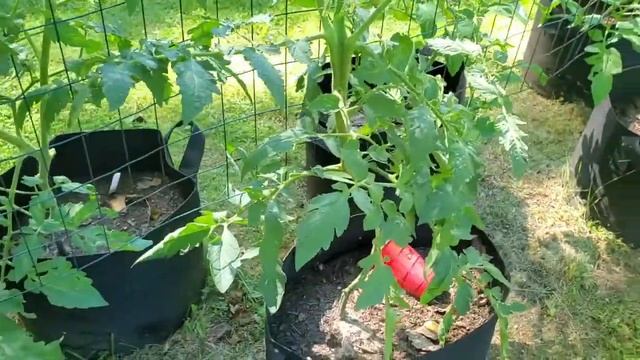 First Summer Garden Tour! Part 1 Ft. Tomatoes!