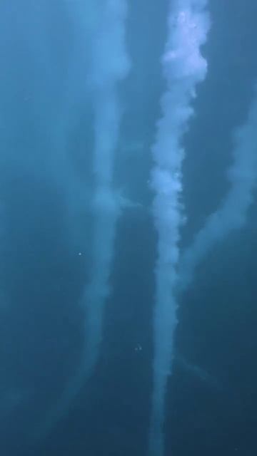 📹 Массовое скопление птиц в прибрежной полосе — это верный признак того, что началась миграция сард смотреть онлайн