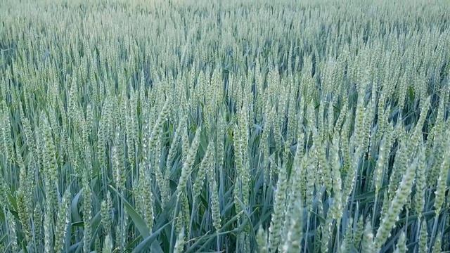 Джерси / Jersey 5. Канадская озимая пшеница от компании Дер Трей 2018 смотреть онлайн