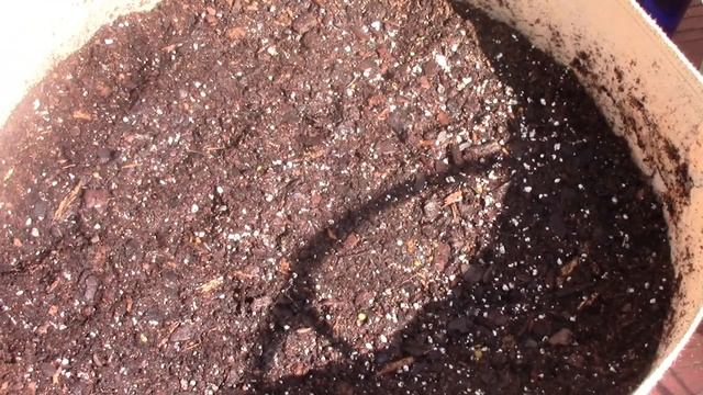 How to Grow Turnips in Containers From Seeds for the Spring Season -- Container Gardening Tips смотреть онлайн