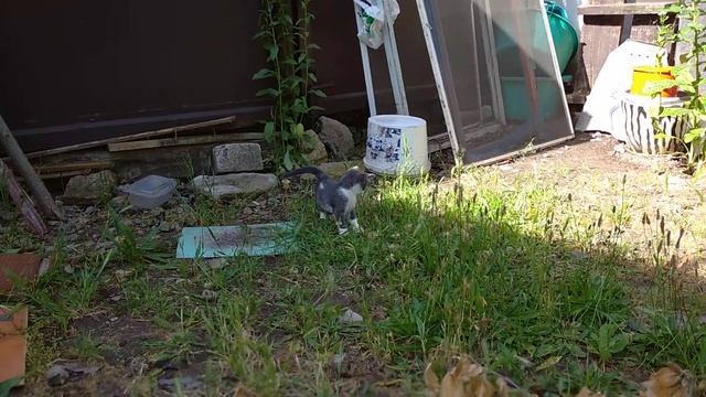 После дождика во вторник. Утро доброе. смотреть онлайн
