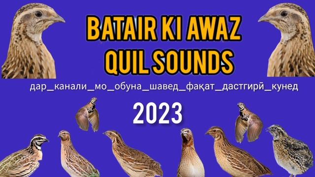топлама солмок бедана Садои бедонабедана сайраши  Quail sounds Batair ki awaz بٹیروں کی آواز